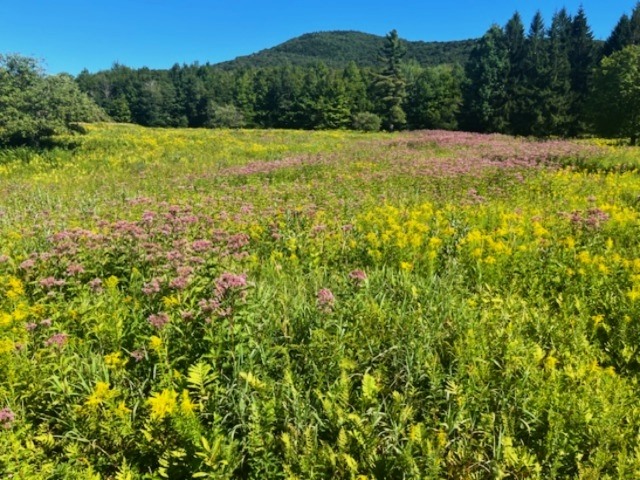 The High Meadow at High Ponds Farm Nature Preserve, VT